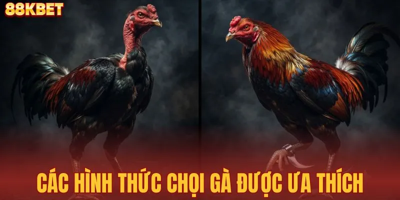 Tổng hợp các loại hình chọi gà được ưa thích